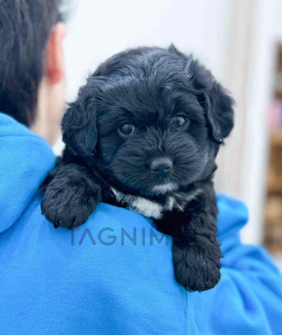 Bernedoodle puppy for sale, dog for sale at Tagnimal