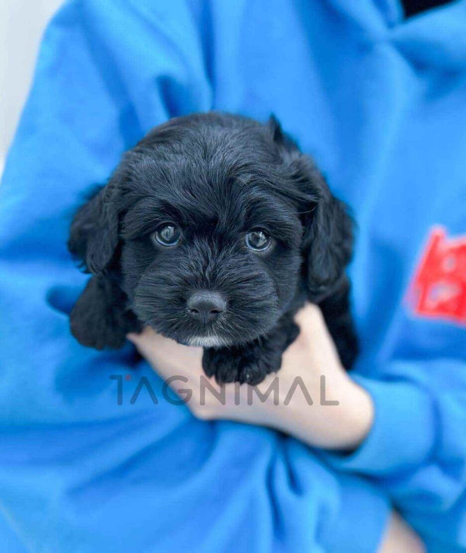 Bernedoodle puppy for sale, dog for sale at Tagnimal