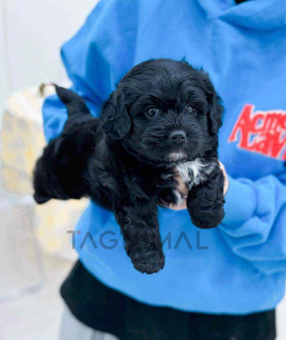 Bernedoodle puppy for sale, dog for sale at Tagnimal