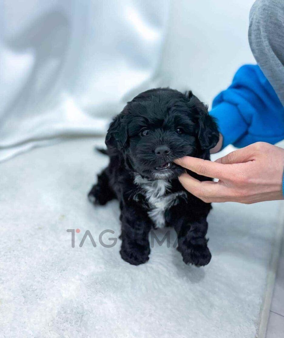 Bernedoodle puppy for sale, dog for sale at Tagnimal