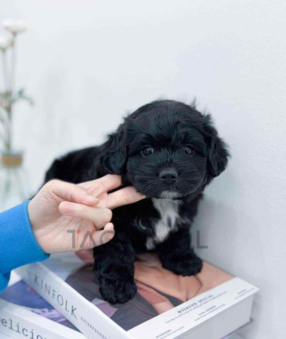 Bernedoodle puppy for sale, dog for sale at Tagnimal