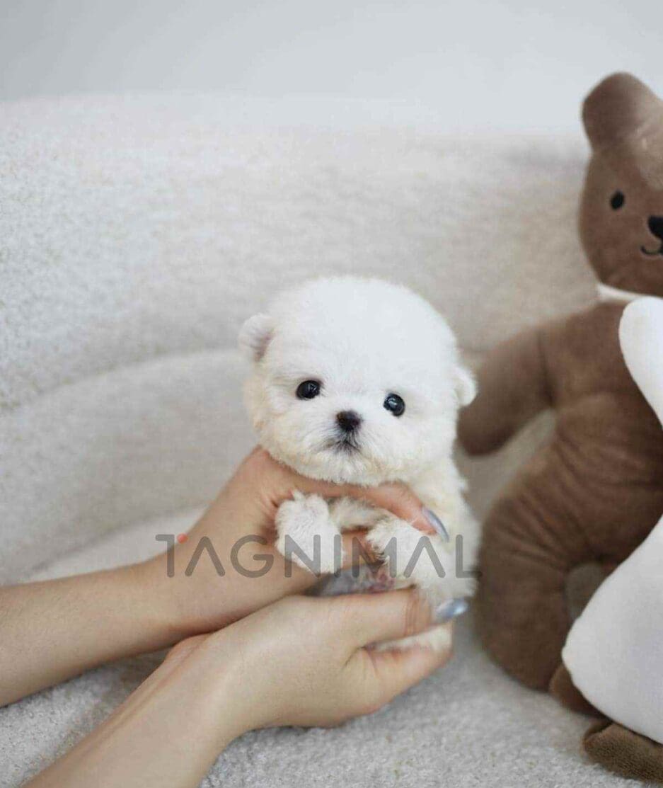 Bichon puppy for sale, dog for sale at Tagnimal