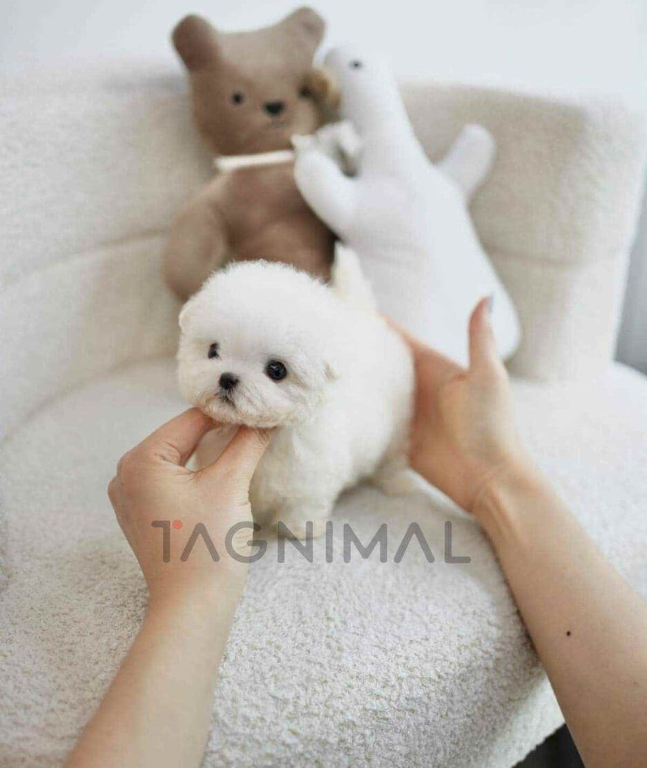 Bichon puppy for sale, dog for sale at Tagnimal