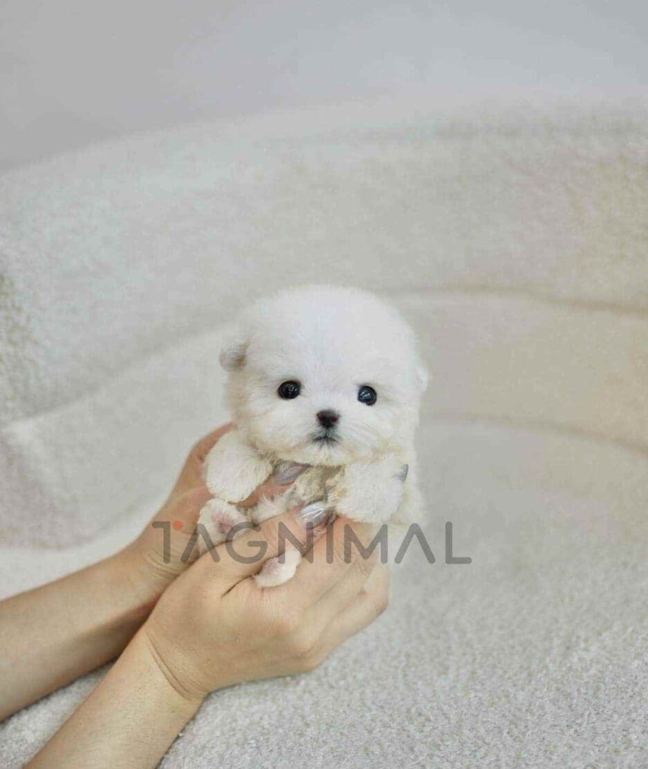 Bichon puppy for sale, dog for sale at Tagnimal