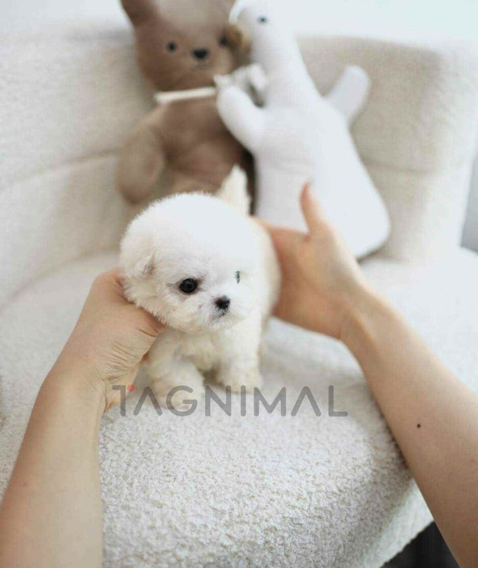Bichon puppy for sale, dog for sale at Tagnimal