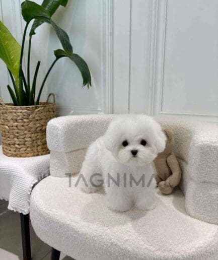 Bichon puppy for sale, dog for sale at Tagnimal