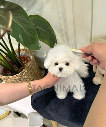 Bichon puppy for sale, dog for sale at Tagnimal