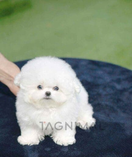 Bichon puppy for sale, dog for sale at Tagnimal