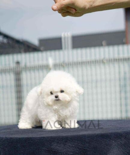 Bichon puppy for sale, dog for sale at Tagnimal