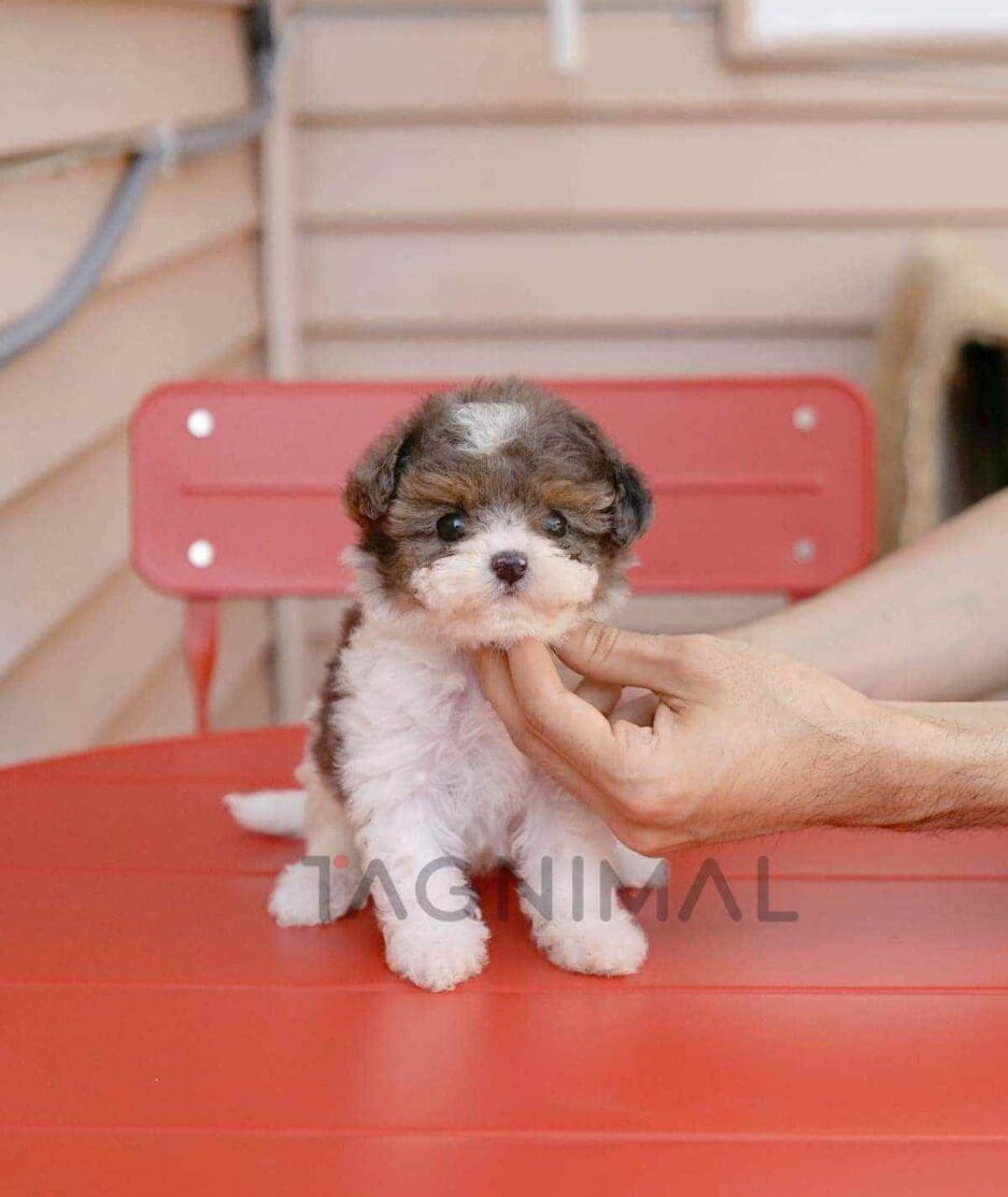 Poochon puppy for sale, dog for sale at Tagnimal