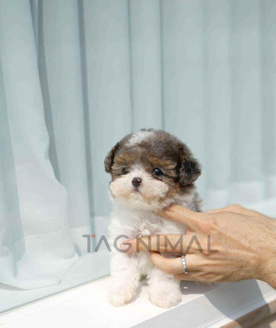 Poochon puppy for sale, dog for sale at Tagnimal