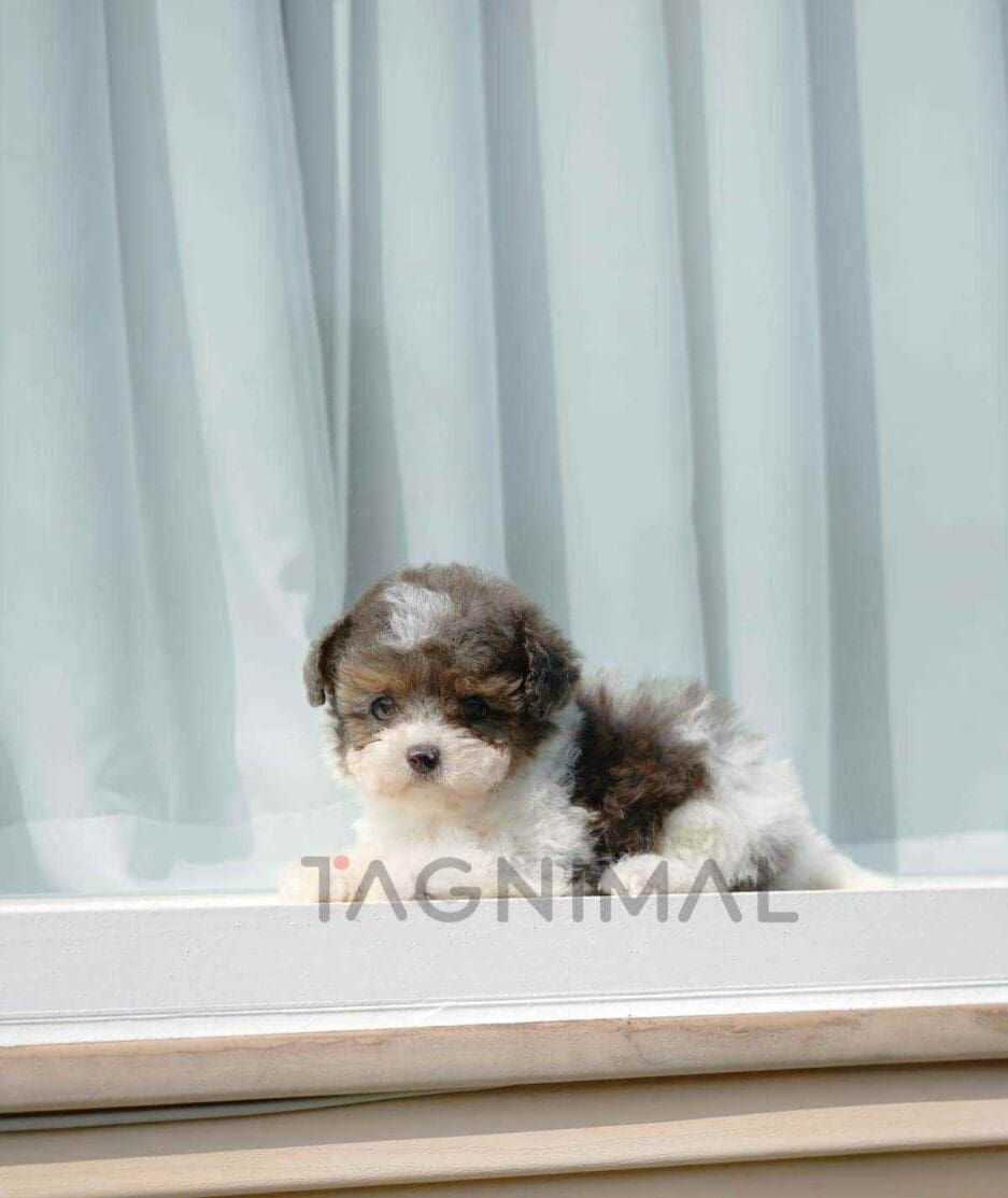 Poochon puppy for sale, dog for sale at Tagnimal