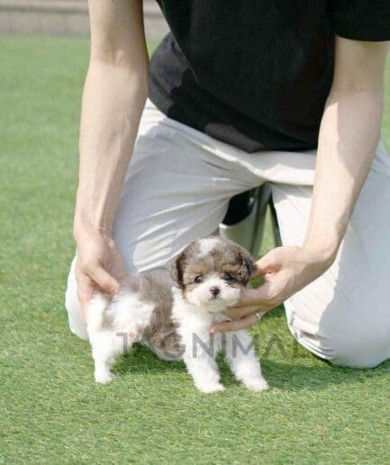 Poochon puppy for sale, dog for sale at Tagnimal