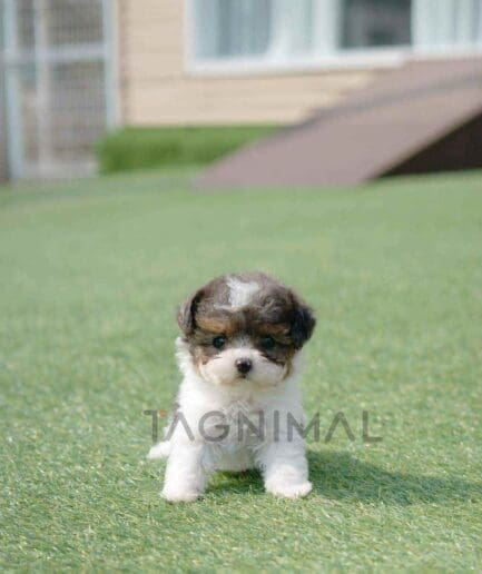 Poochon puppy for sale, dog for sale at Tagnimal