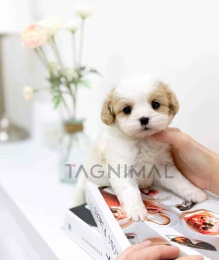 Cavapoo puppy for sale, dog for sale at Tagnimal