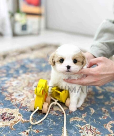 Cavapoo puppy for sale, dog for sale at Tagnimal