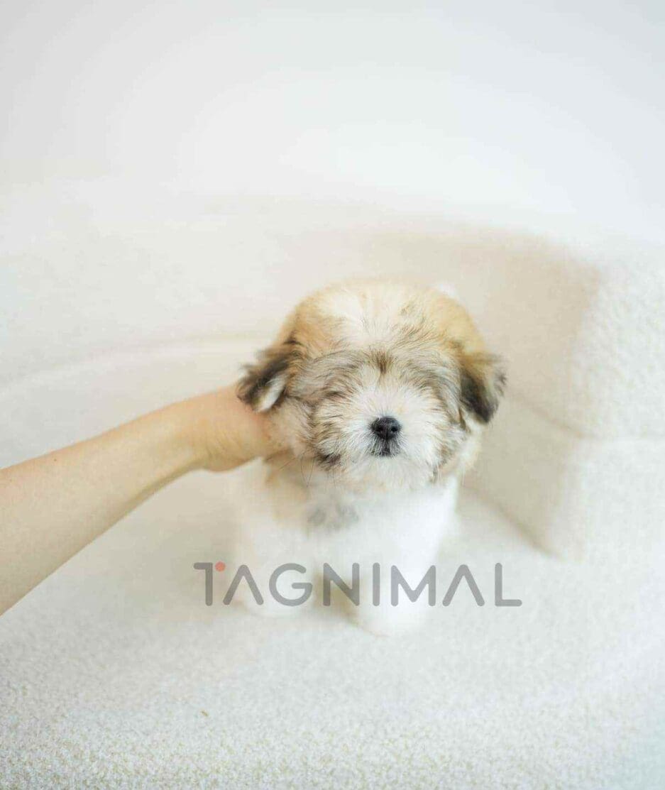 Coton de Tulear puppy for sale, dog for sale at Tagnimal