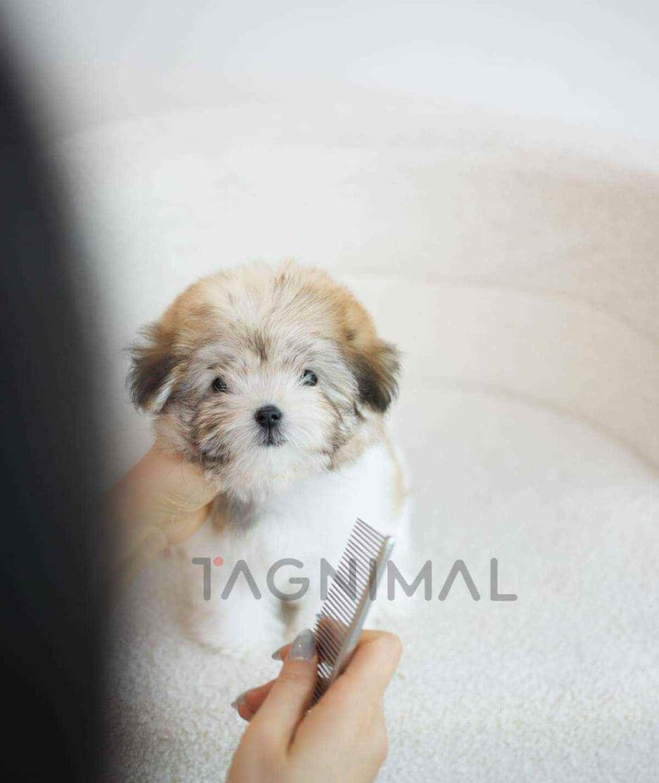 Coton de Tulear puppy for sale, dog for sale at Tagnimal