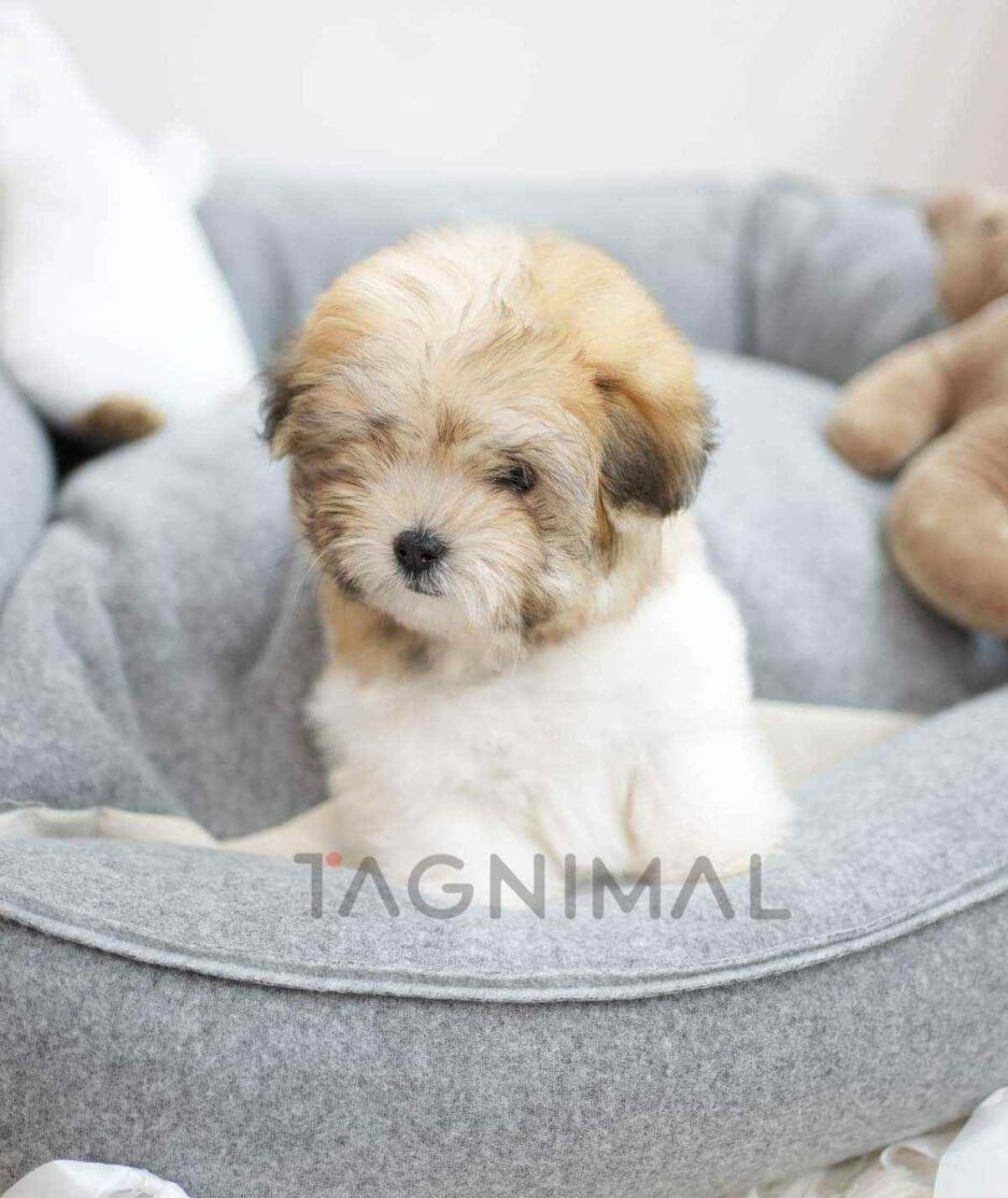Coton de Tulear puppy for sale, dog for sale at Tagnimal