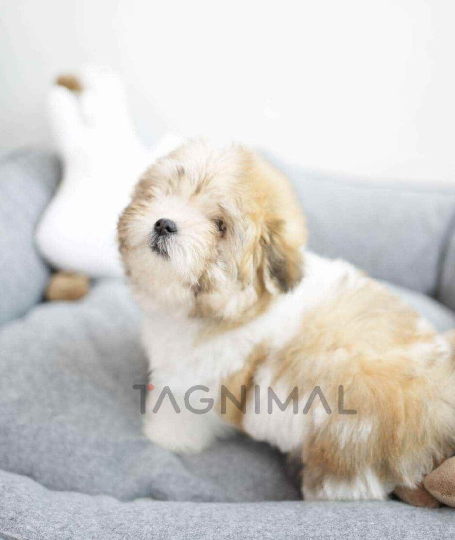 Coton de Tulear puppy for sale, dog for sale at Tagnimal