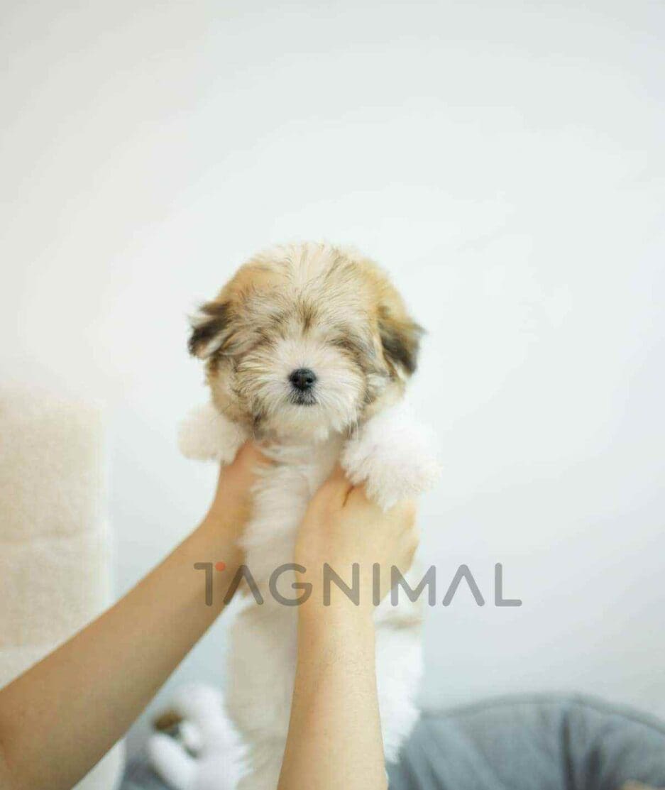Coton de Tulear puppy for sale, dog for sale at Tagnimal