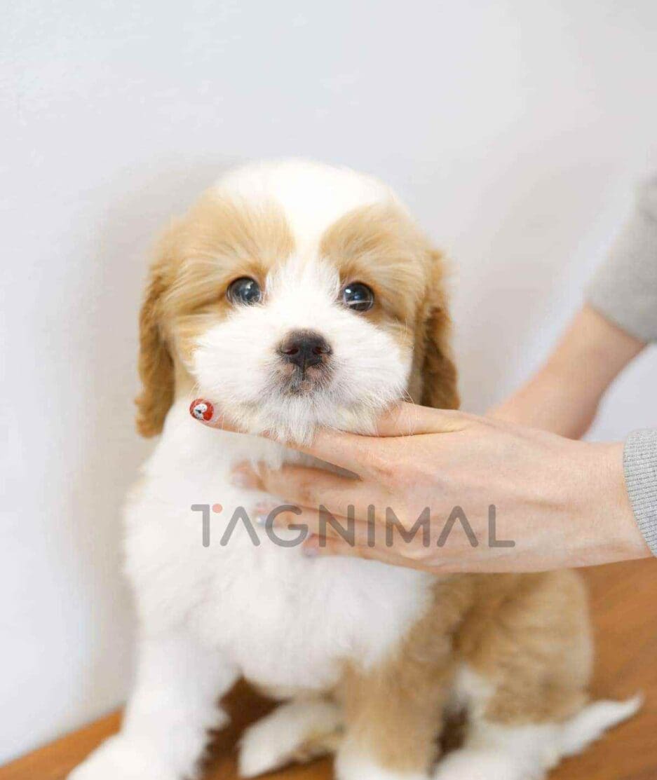 Goldendoodle puppy for sale, dog for sale at Tagnimal