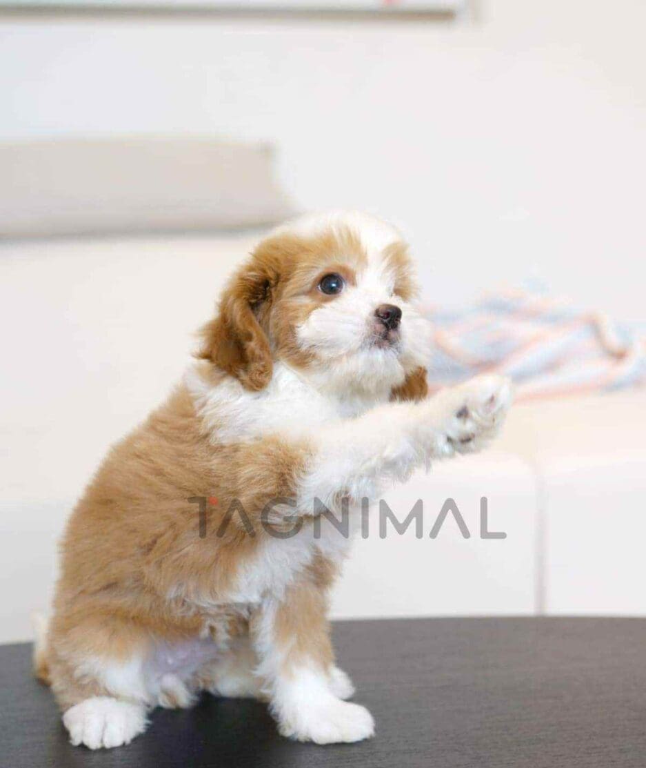 Goldendoodle puppy for sale, dog for sale at Tagnimal