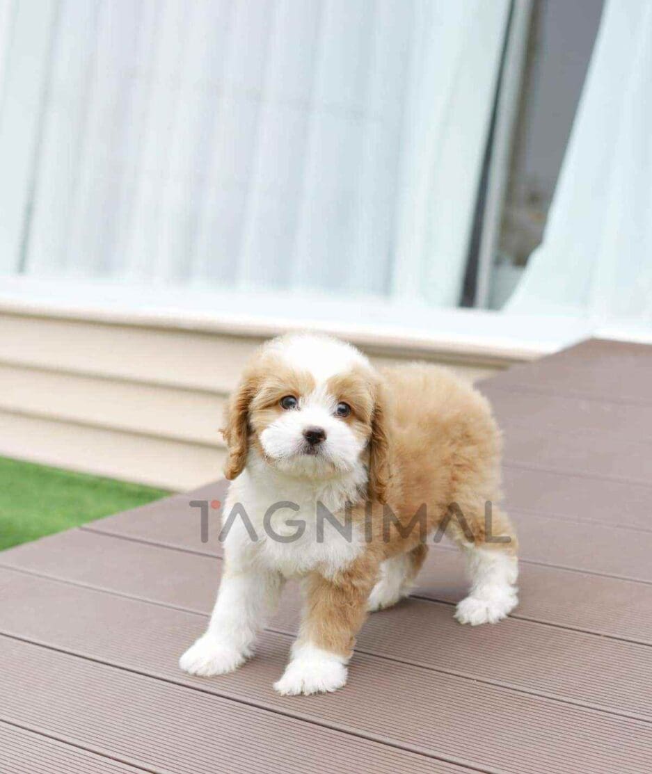 Goldendoodle puppy for sale, dog for sale at Tagnimal
