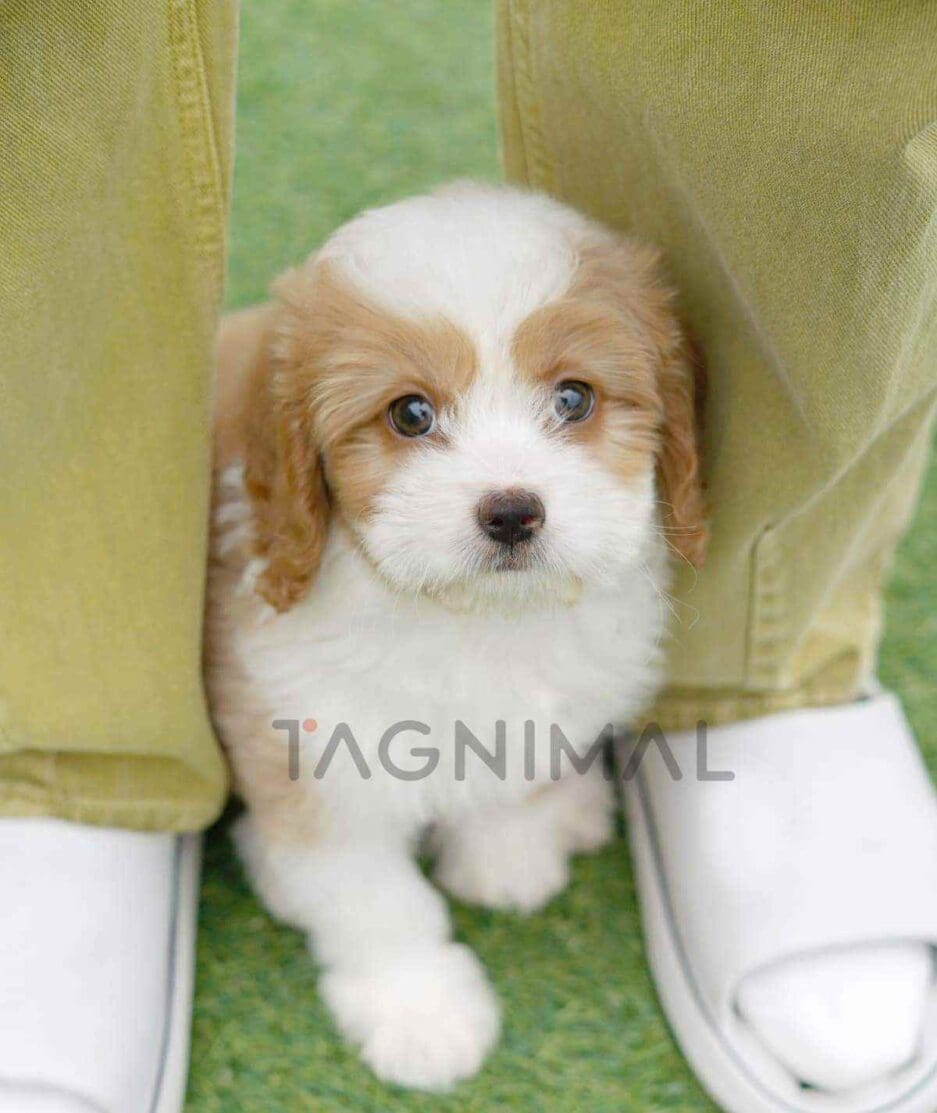 Goldendoodle puppy for sale, dog for sale at Tagnimal