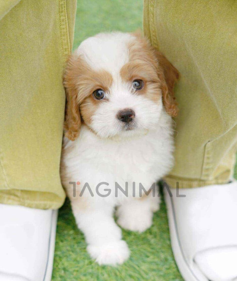 Goldendoodle puppy for sale, dog for sale at Tagnimal