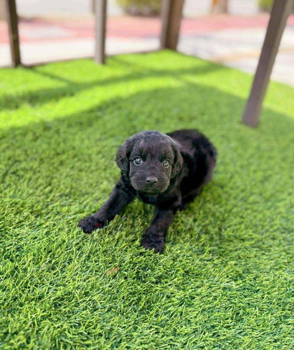 Goldendoodle puppy for sale, dog for sale at Tagnimal
