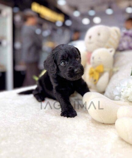 Goldendoodle puppy for sale, dog for sale at Tagnimal