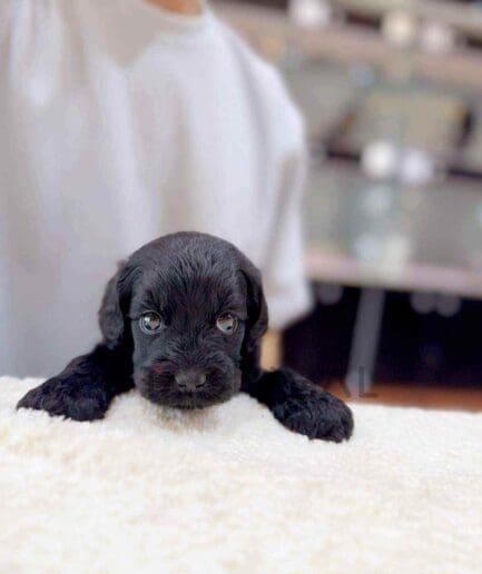 Goldendoodle puppy for sale, dog for sale at Tagnimal
