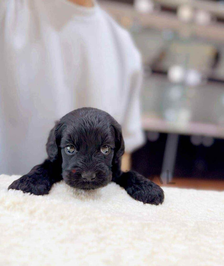 Goldendoodle puppy for sale, dog for sale at Tagnimal