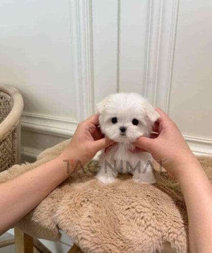 Maltese puppy for sale, dog for sale at Tagnimal