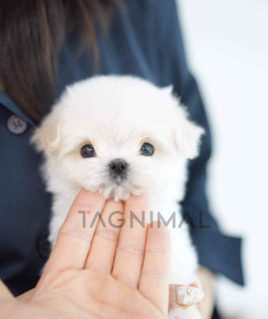 ขายลูกสุนัขมอลทีส ซื้อสุนัข ซื้อหมา ได้ที่ Tagnimal