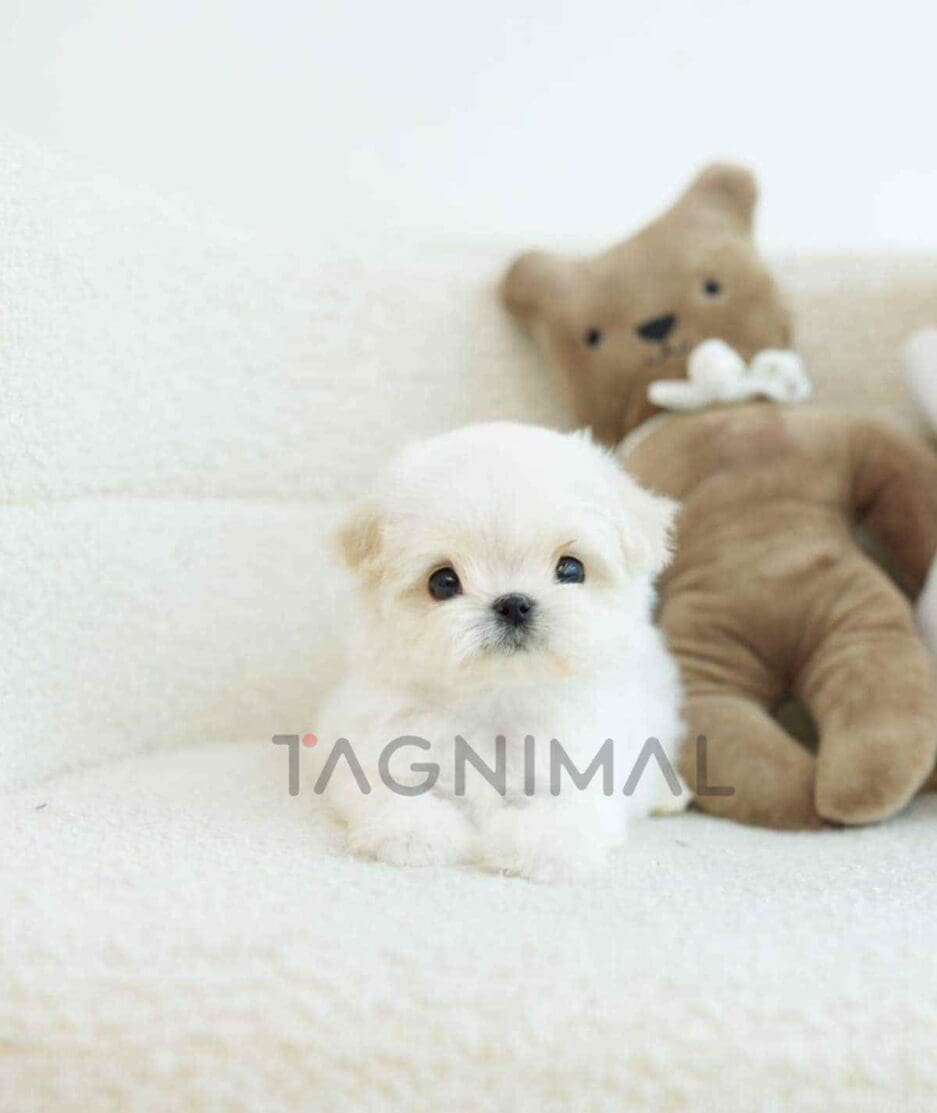 ขายลูกสุนัขมอลทีส ซื้อสุนัข ซื้อหมา ได้ที่ Tagnimal