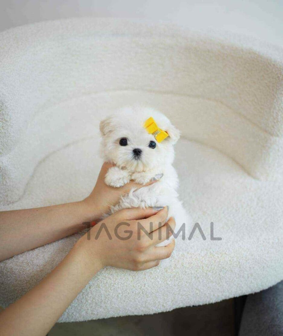 ขายลูกสุนัขมอลทีส ซื้อสุนัข ซื้อหมา ได้ที่ Tagnimal