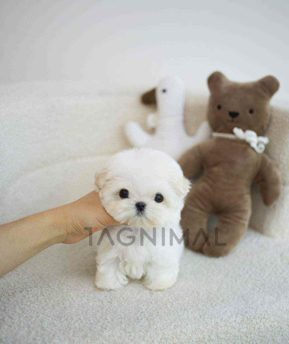 ขายลูกสุนัขมอลทีส ซื้อสุนัข ซื้อหมา ได้ที่ Tagnimal