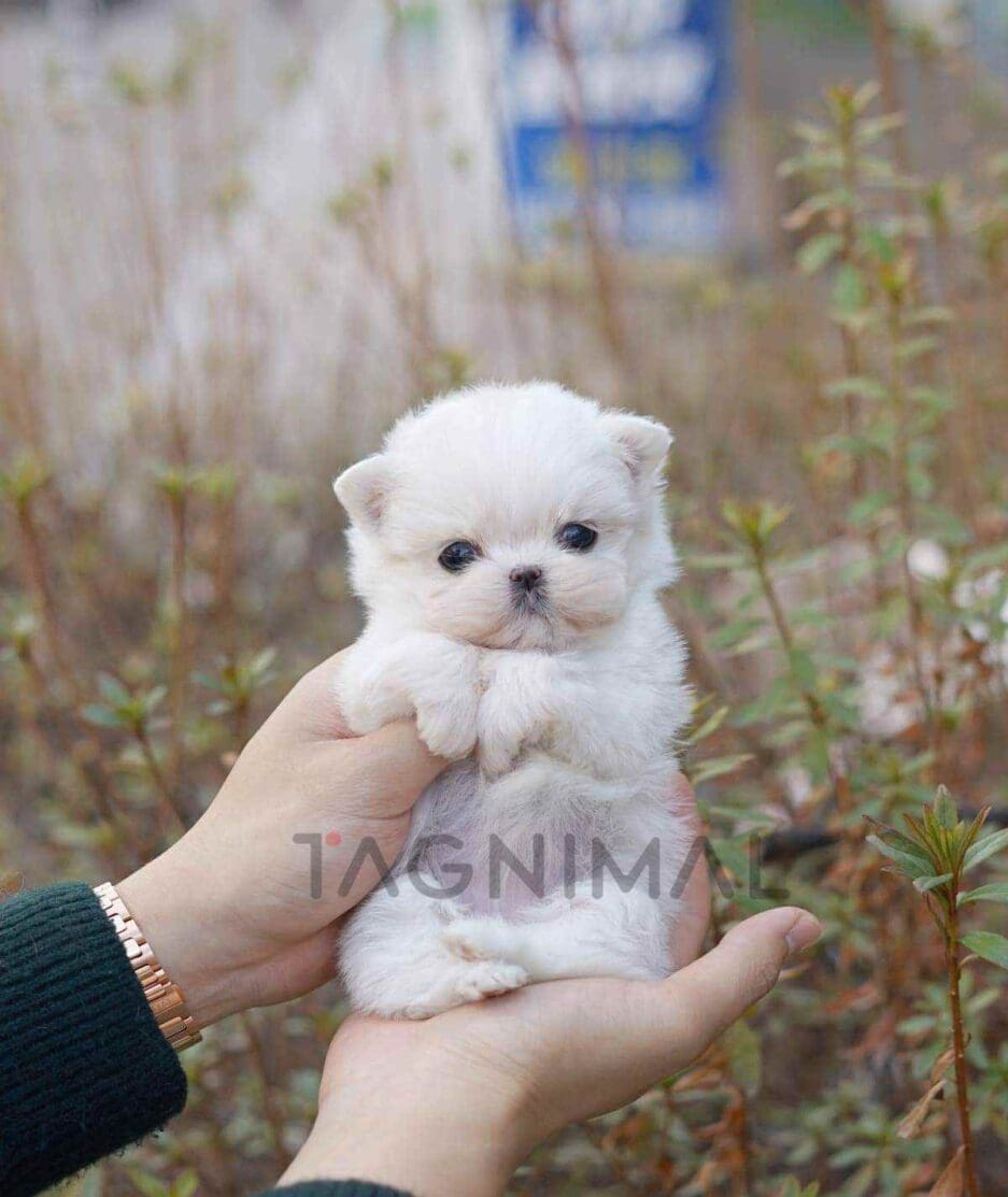Maltese puppy for sale, dog for sale at Tagnimal
