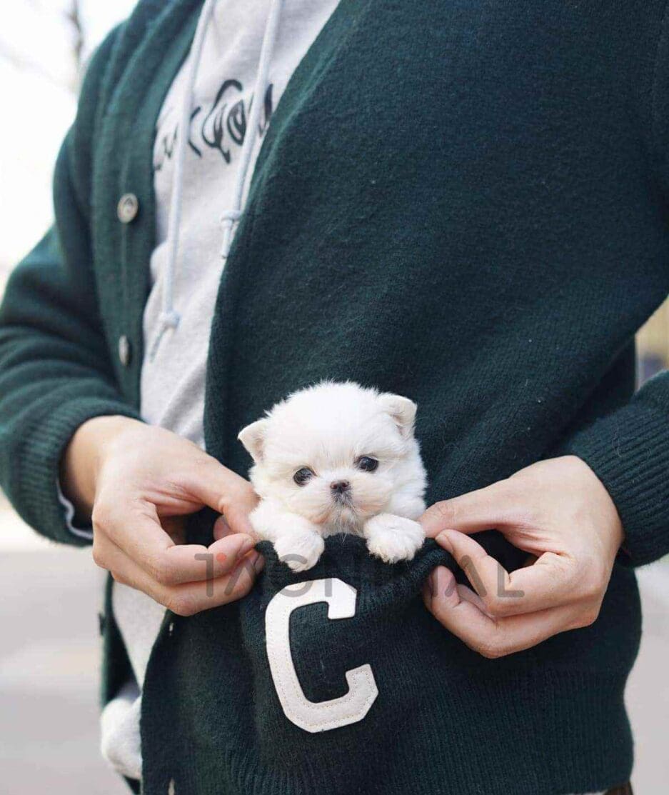 Maltese puppy for sale, dog for sale at Tagnimal