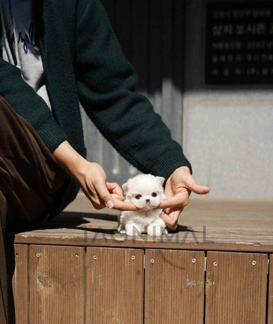 Maltese puppy for sale, dog for sale at Tagnimal