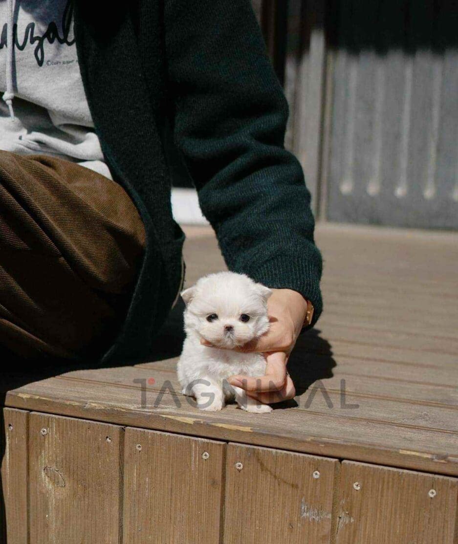 Maltese puppy for sale, dog for sale at Tagnimal