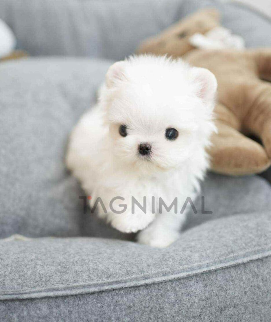 Maltese puppy for sale, dog for sale at Tagnimal
