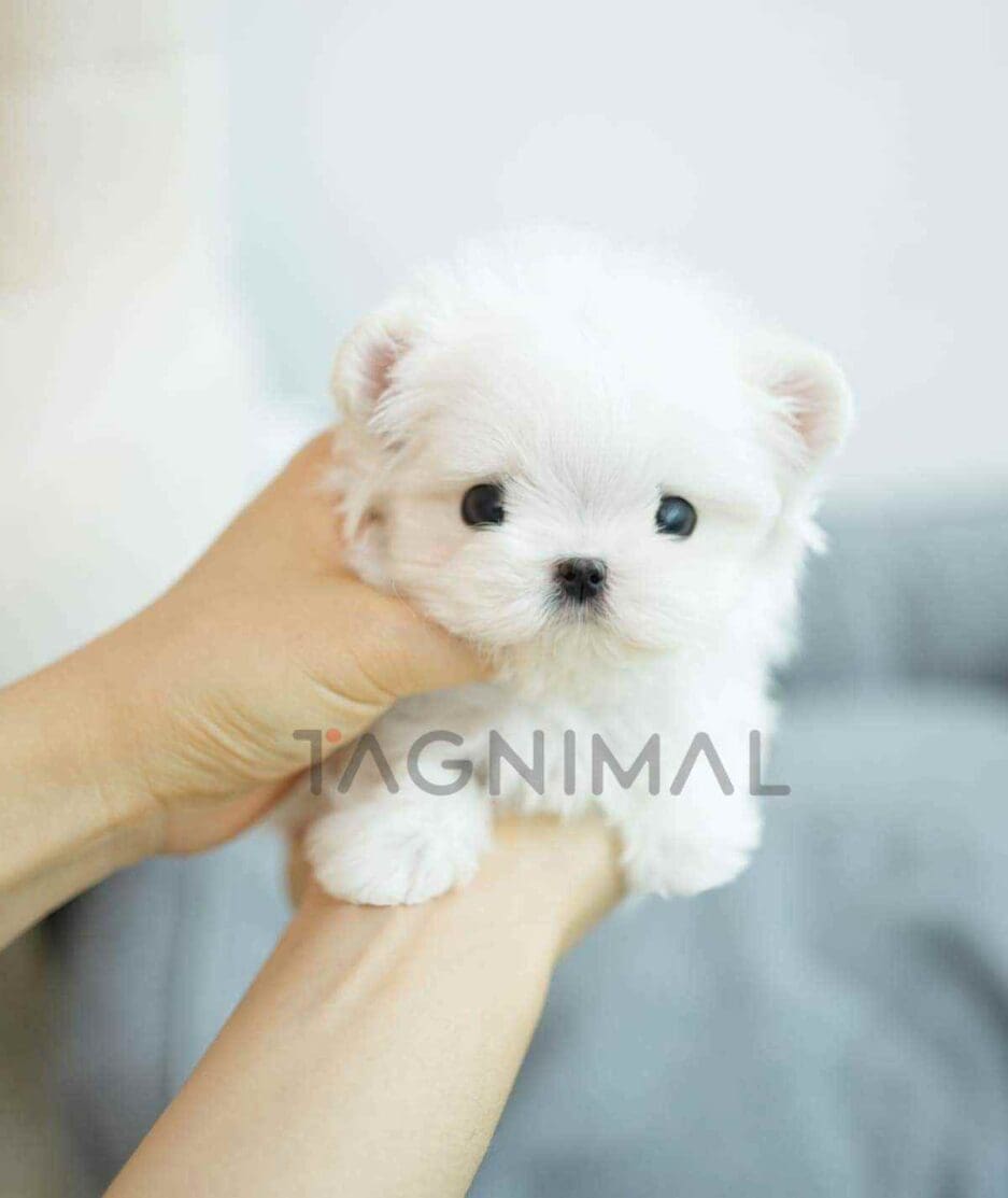 Maltese puppy for sale, dog for sale at Tagnimal