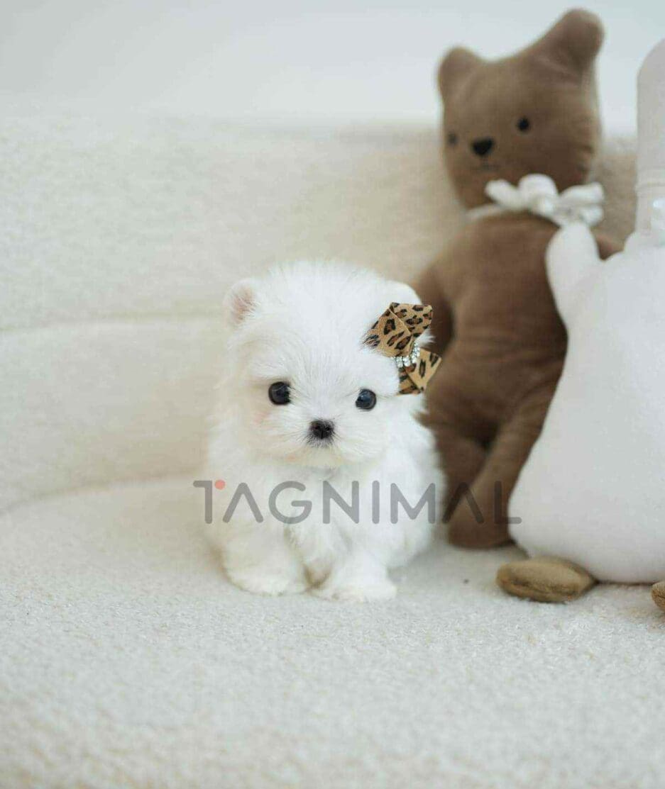Maltese puppy for sale, dog for sale at Tagnimal
