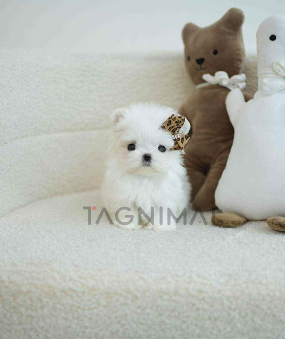 Maltese puppy for sale, dog for sale at Tagnimal