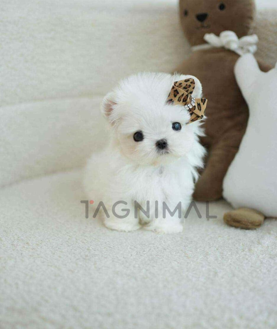 Maltese puppy for sale, dog for sale at Tagnimal