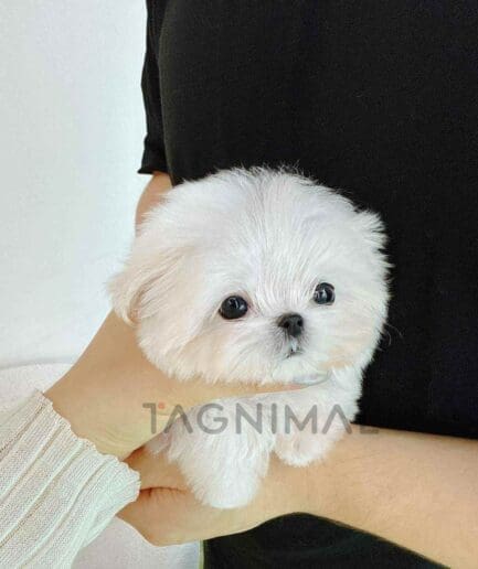 Maltese puppy for sale, dog for sale at Tagnimal