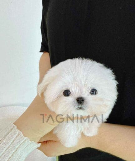 Maltese puppy for sale, dog for sale at Tagnimal